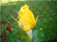 00ece417-Picture 011.jpg